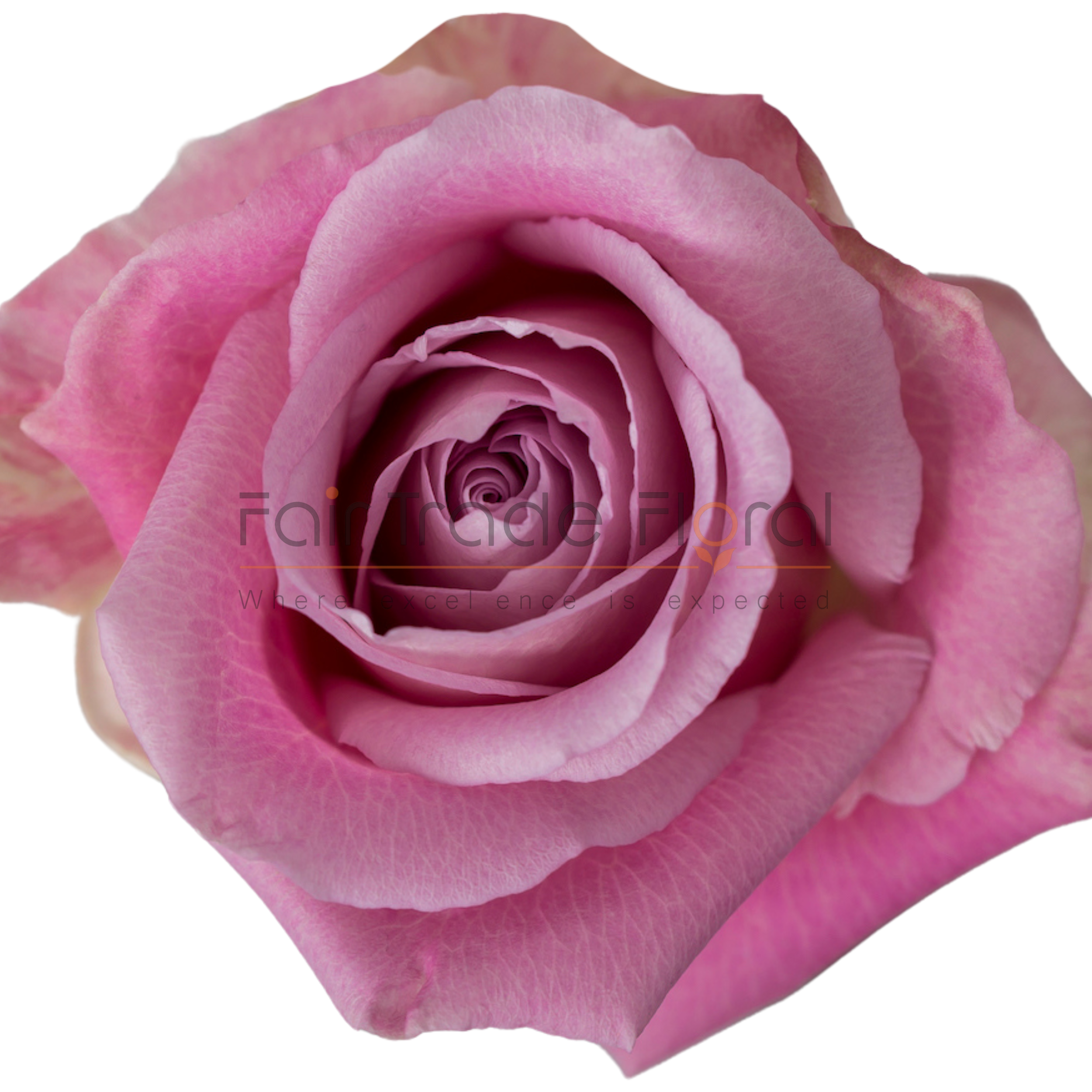 Roses — Fair Trade Floral