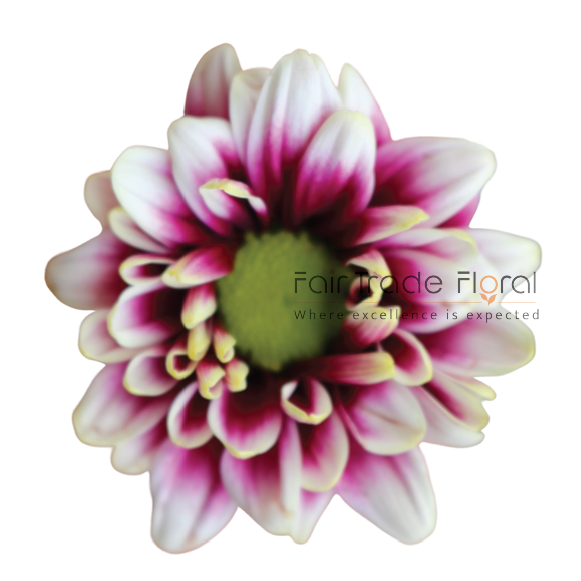 Handsome Bicolor.png