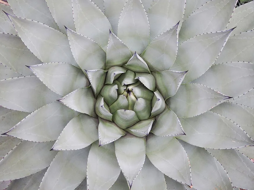 The University of Copenhagen Botanical Garden