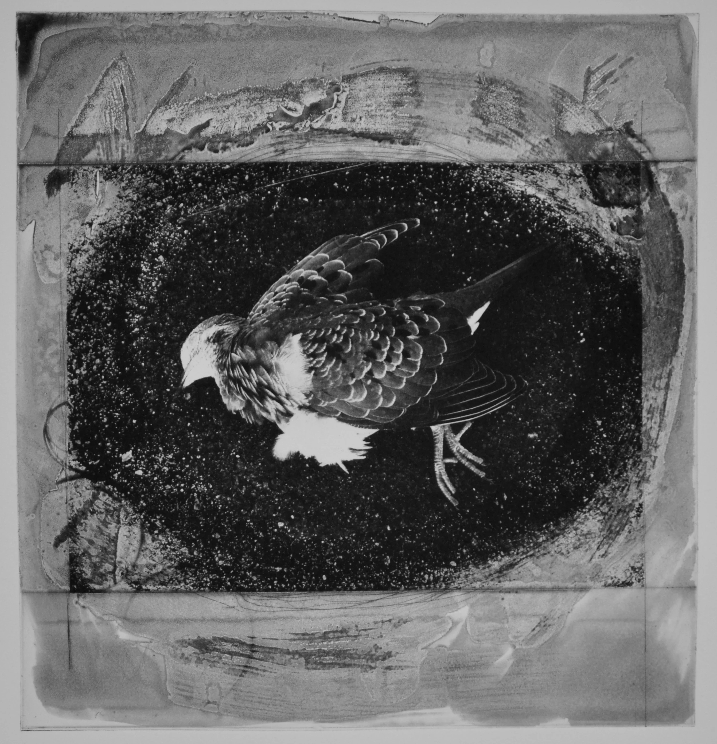 deadbird.jpg