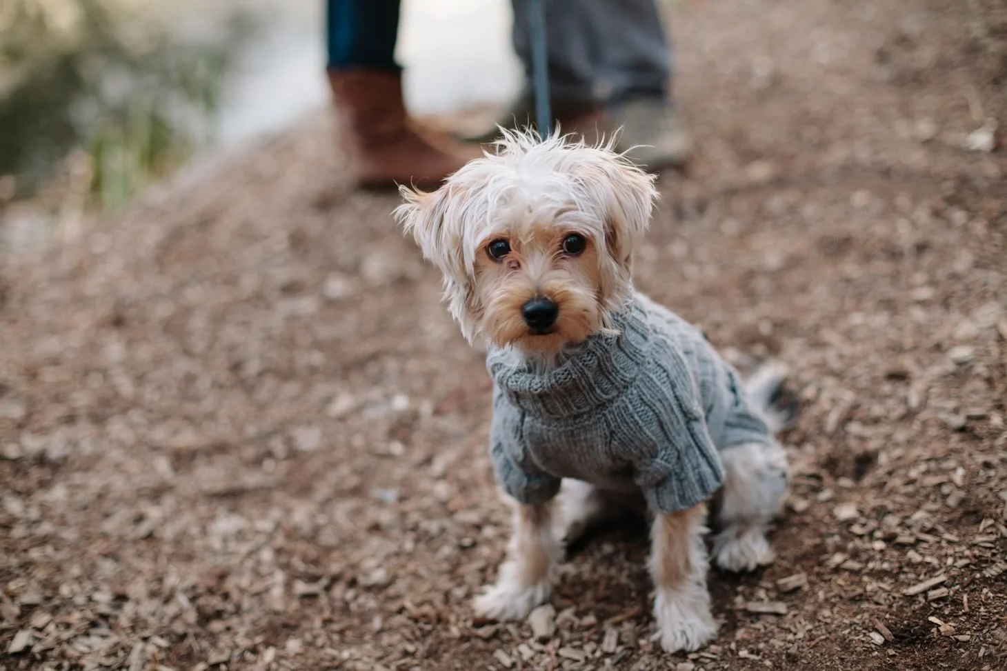 015-nyc-wedding-photographer-puppy-holiday-mini-session-fall-central-park.jpg