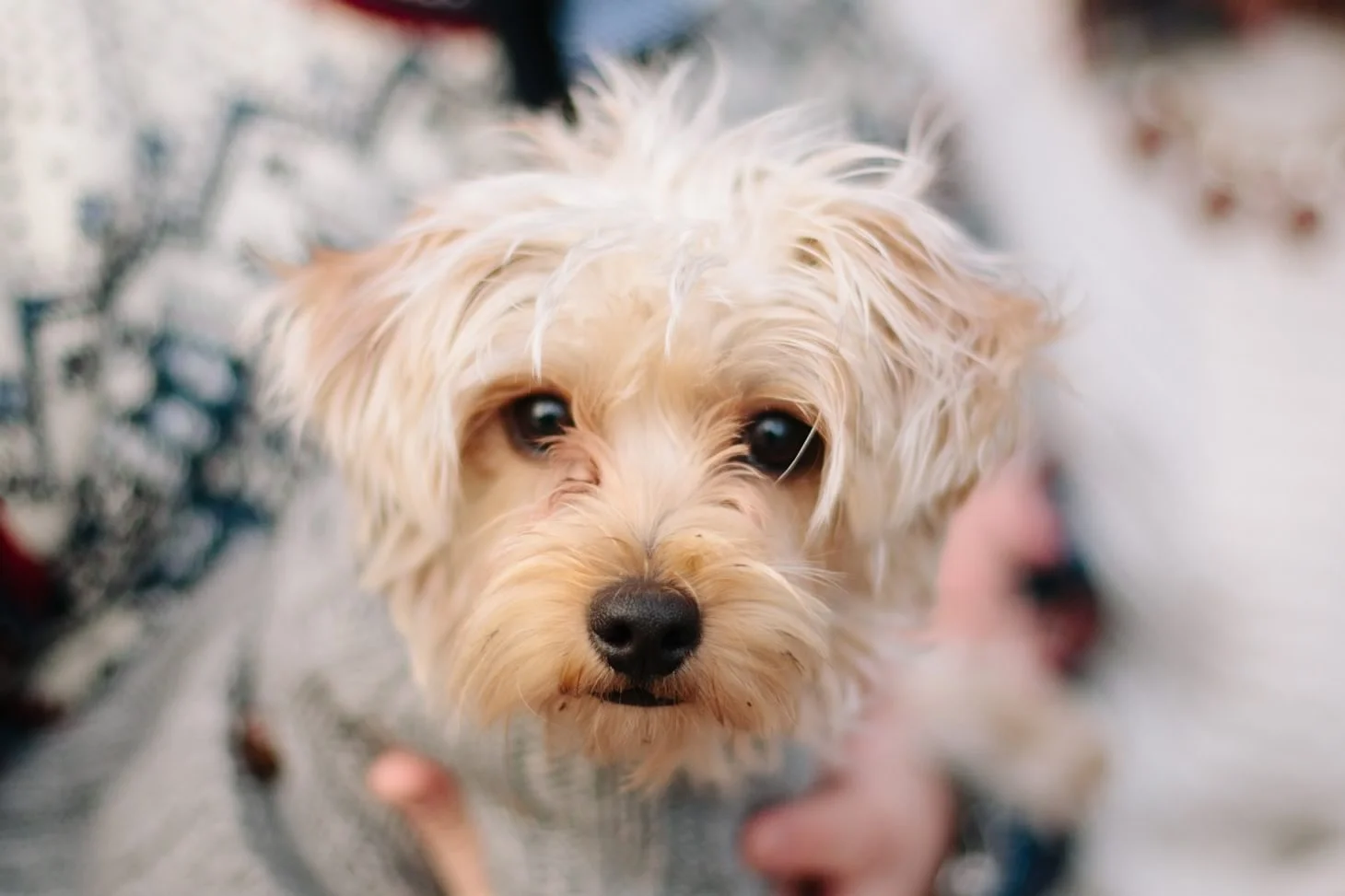 020-nyc-wedding-photographer-puppy-holiday-mini-session-fall-central-park.jpg