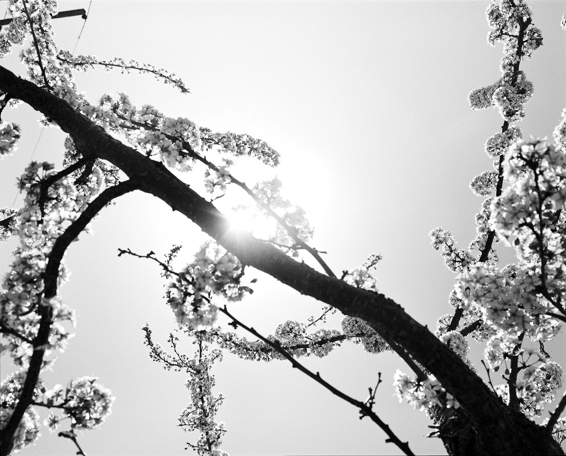 DoDo Jin Ming_Early Spring II 2000