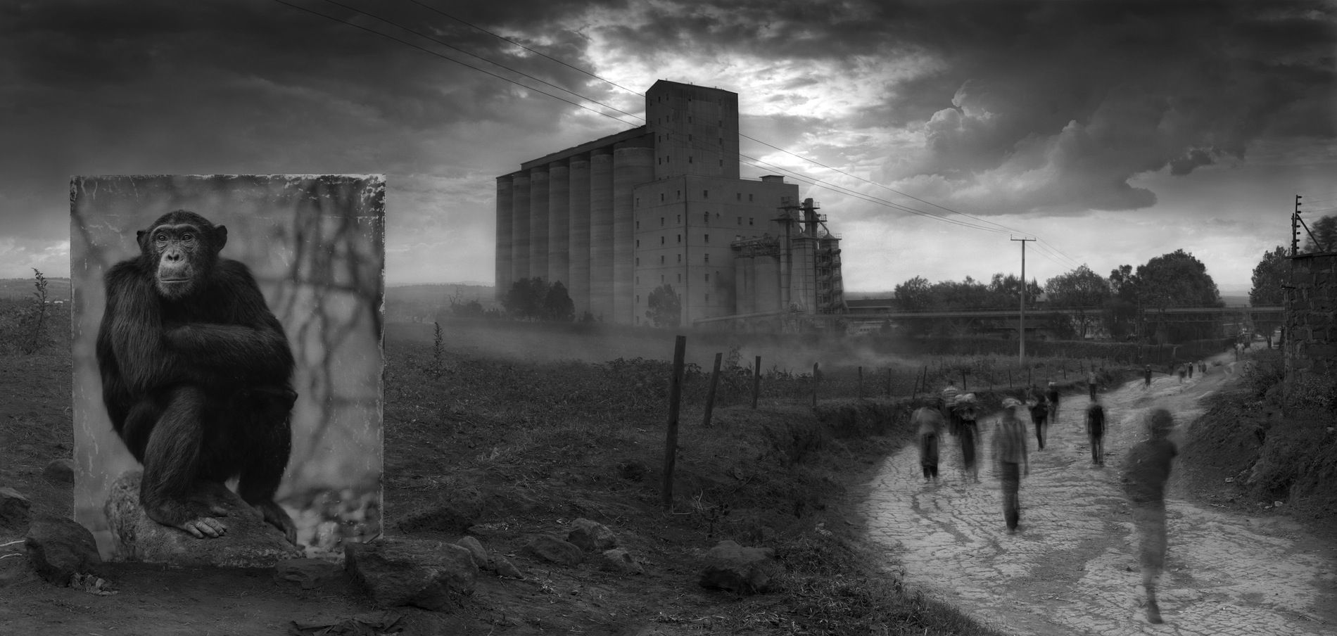FACTORY WITH CHIMPANZEE