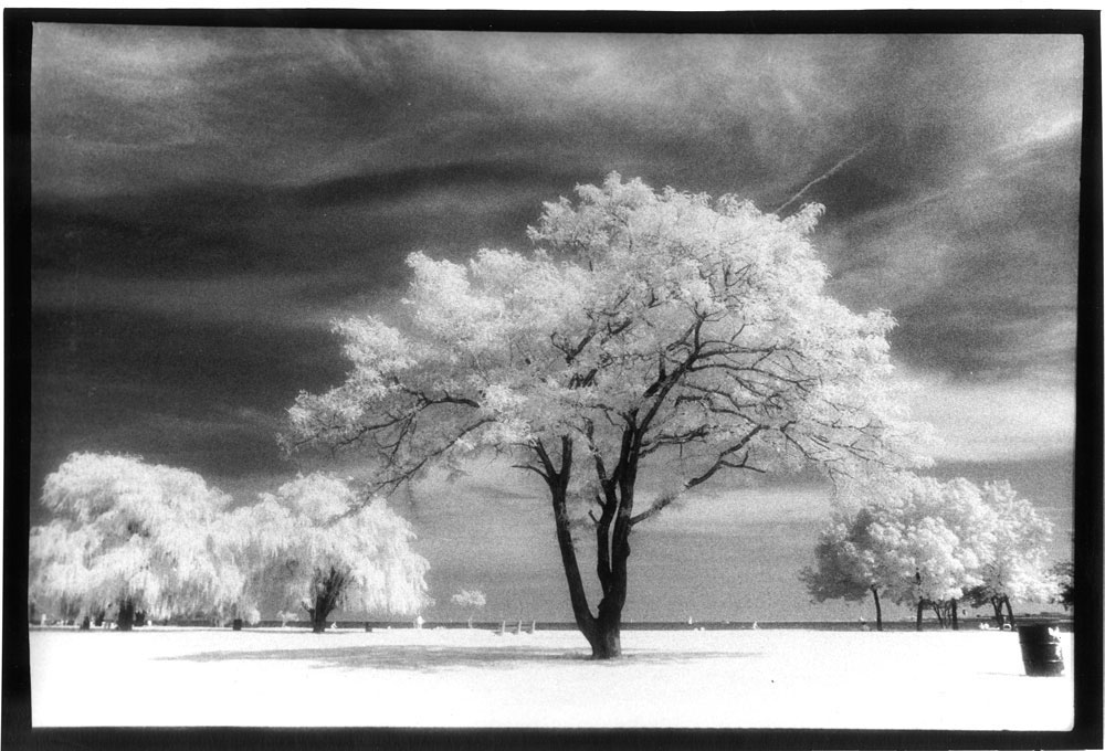 stevens_trees_02