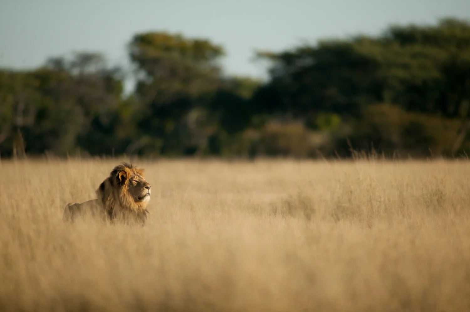 Image above: ©Brent Stapelkamp, Cecil taking the air: This image was taken on the last morning that Brent ever saw Cecil. He and Jericho were interested in something on the other side of the railway line. May 27, 2015 / Courtesy of Anastasia Photo