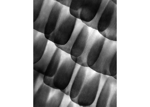 Image above: ©Carl Strüwe, Butterfly (Red Admiral), Scales on Wing (Ala papilionis), 1928, Gelatin silver print, printed late 1950s / Courtesy Steven Kasher Gallery