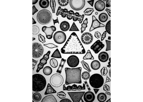 Image above: ©Carl Strüwe, Archetype of Individuality, 1933, Gelatin silver print, printed late 1950s / Courtesy Steven Kasher Galler