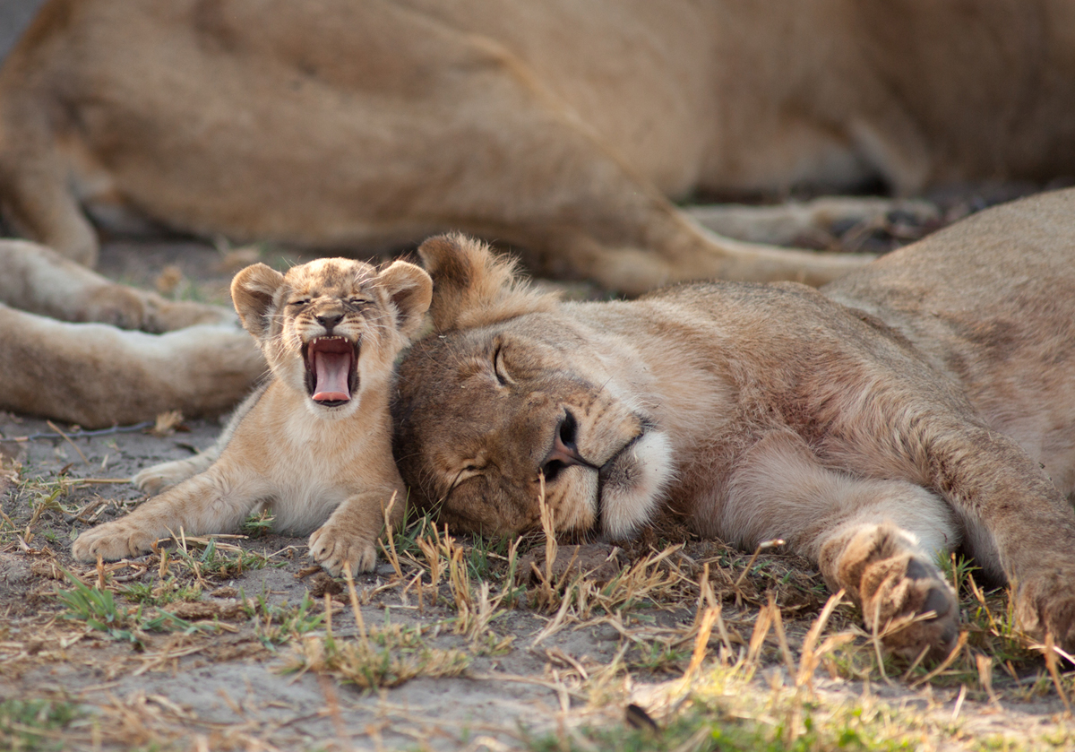 Image above: ©Brent Stapelkamp, Little roar: A young cub, not content to sleep like the rest of the pride, yawns and gets ready to go and cause chaos. October 23, 2013 / Courtesy of Anastasia Photo