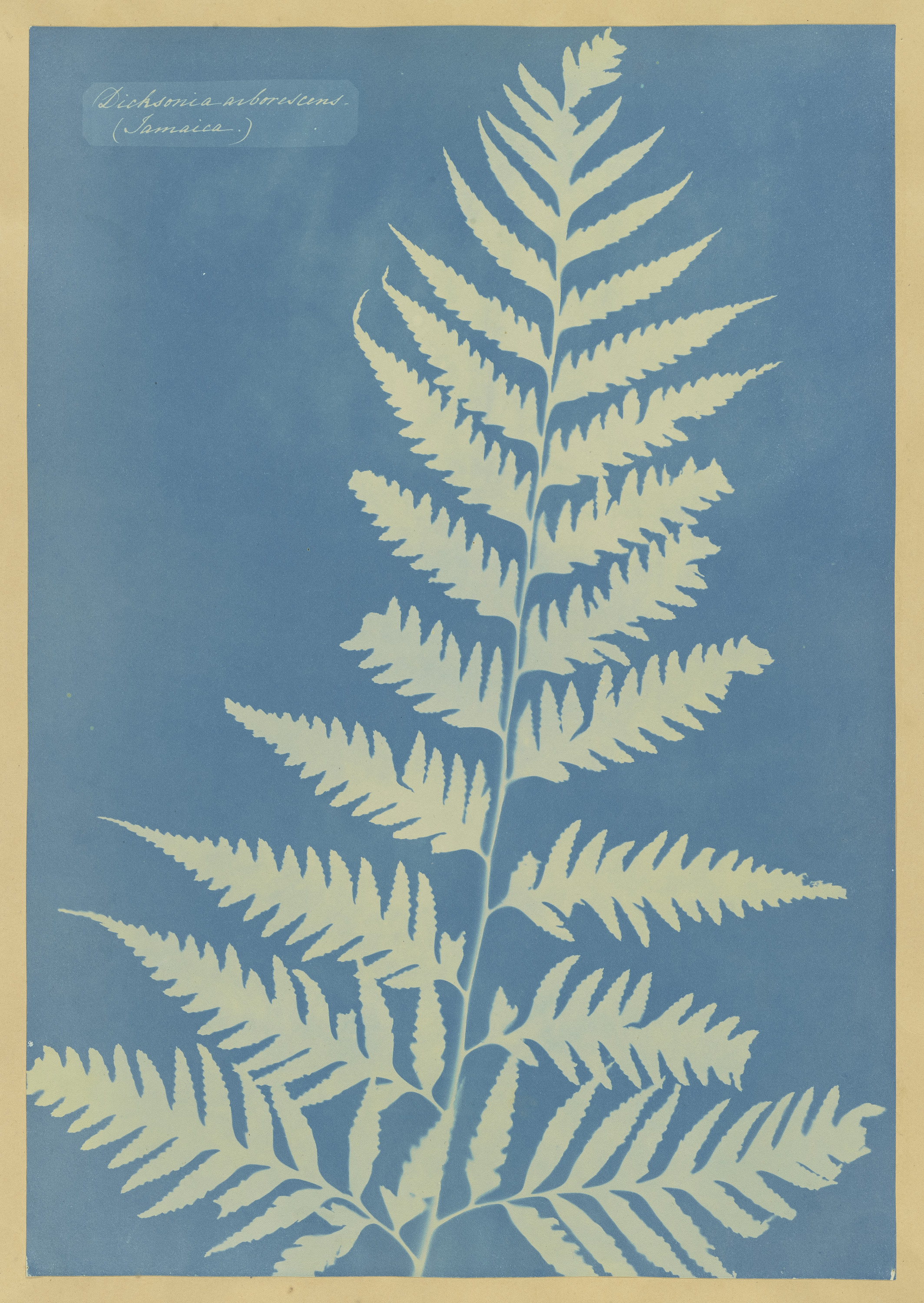 Anna Atkins, Dichsonia arborescens (Jamaica). 1850, Yale University Art Gallery, Gift of George Hopper Fitch, B.A. 1932.