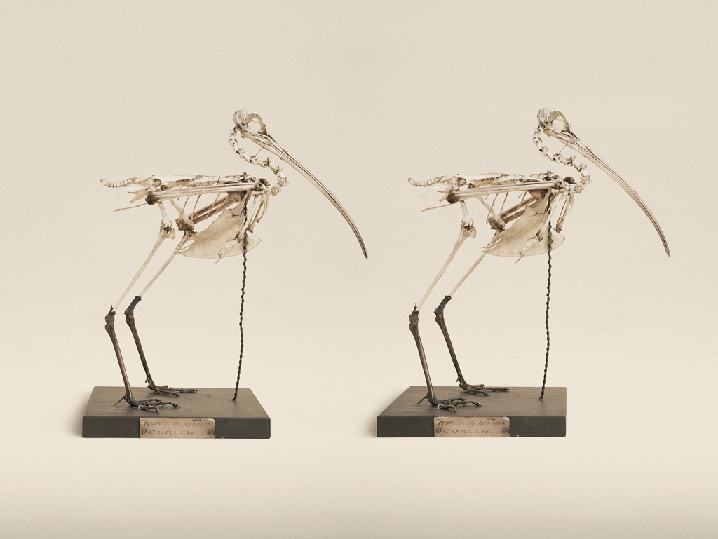 Image above: ©Jim Naughter, Eurasian Curlew, 2015 / Courtesy Klompching Gallery, New York