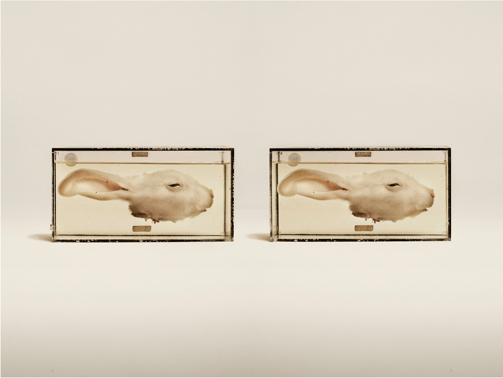 Image above: © Jim Naughten, Common Rabbit, 2015 / Courtesy of Klompching Gallery, New York