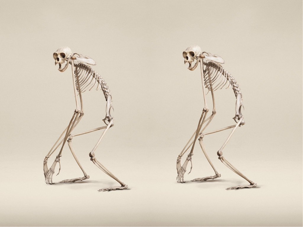 Image above: ©Jim Naughten, White-Handed Gibbon, 2015 / Courtesy of Klompching Gallery, New York