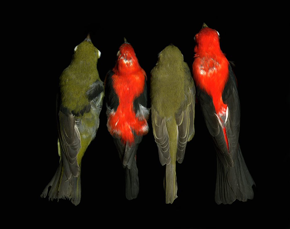 ©Leah Sobsey, Piranga Olivacea