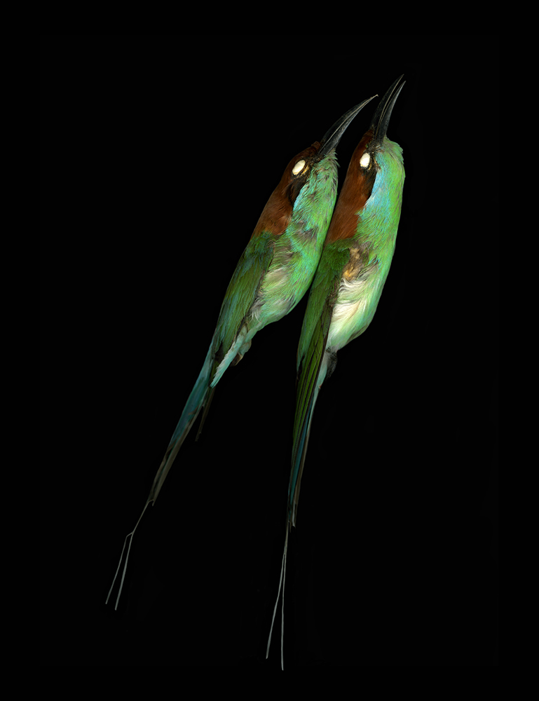 ©Leah Sobsey, Merops viridis