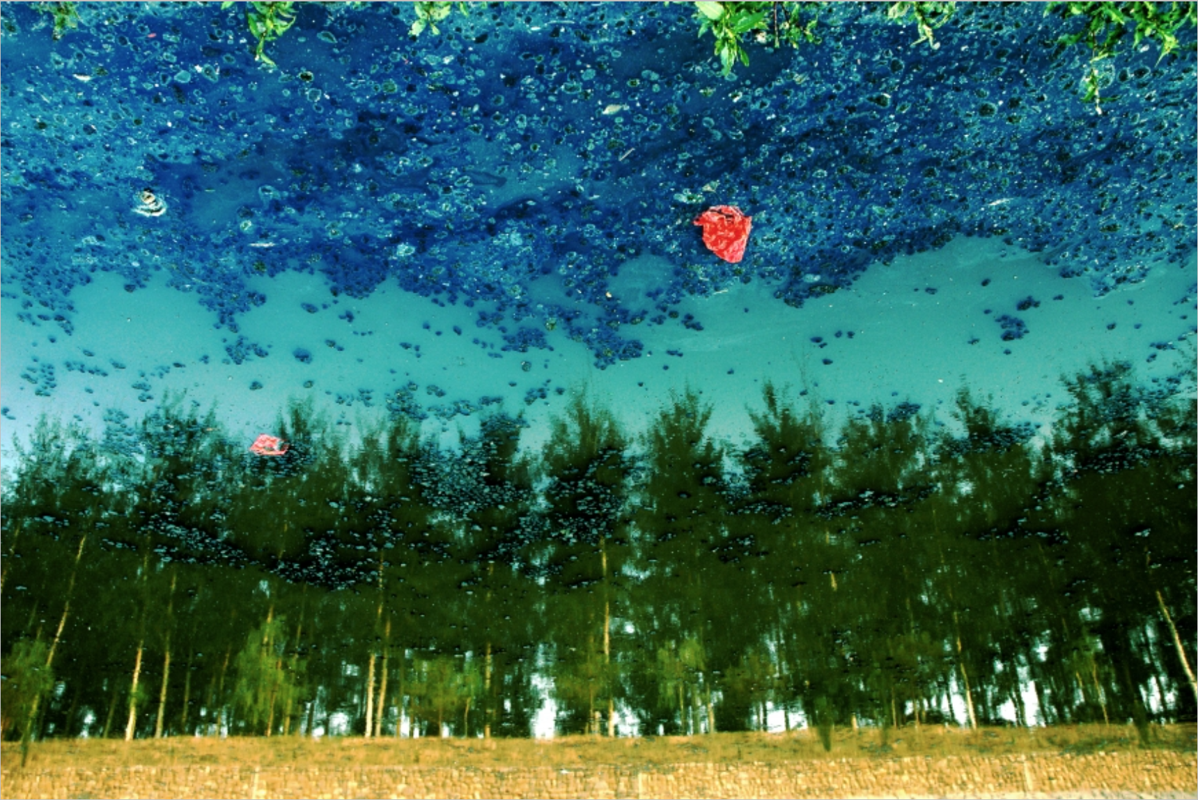 Han Bing, Grove, 2005, Single-Exposure C-Print Photograph, 39 x 59 inches, 100 x 150 cm