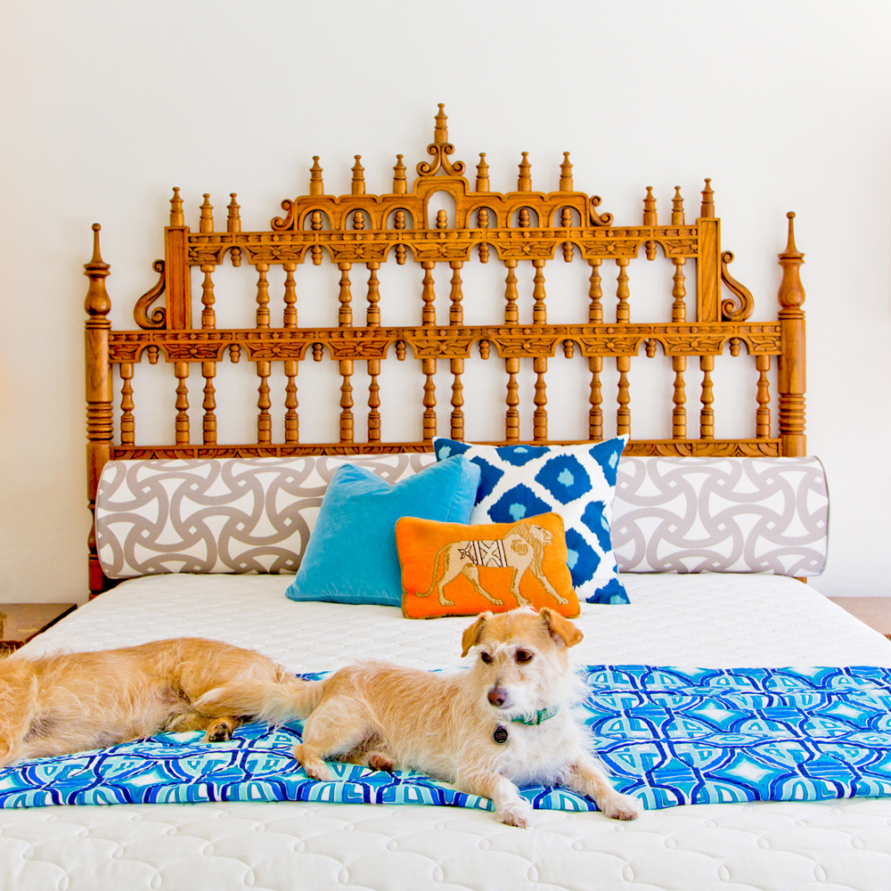 Desert Dogs All creatures can enjoy the beautiful Palm Springs lifestyle. ©Image and caption courtesy of Nancy Baron