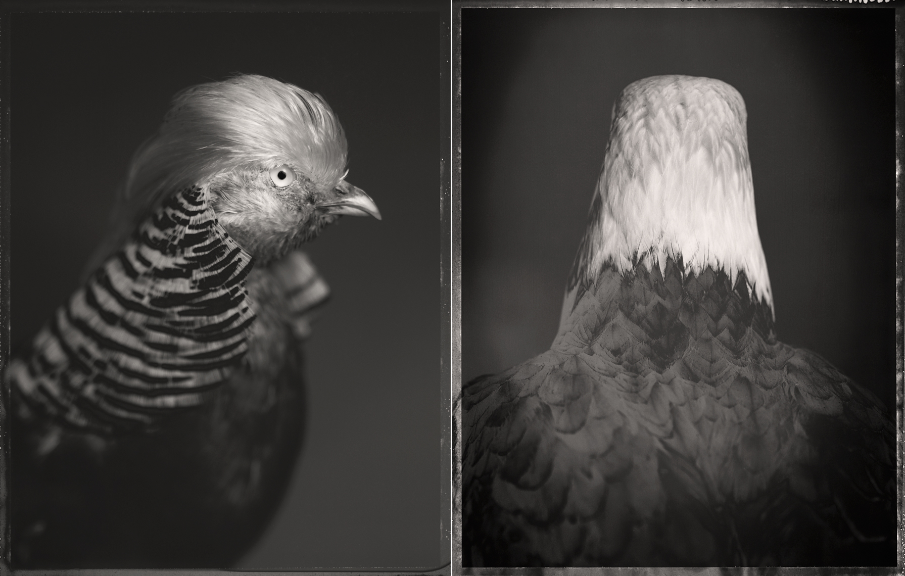 © David Ellingsen, Golden Pheasant, Bald Eagle
