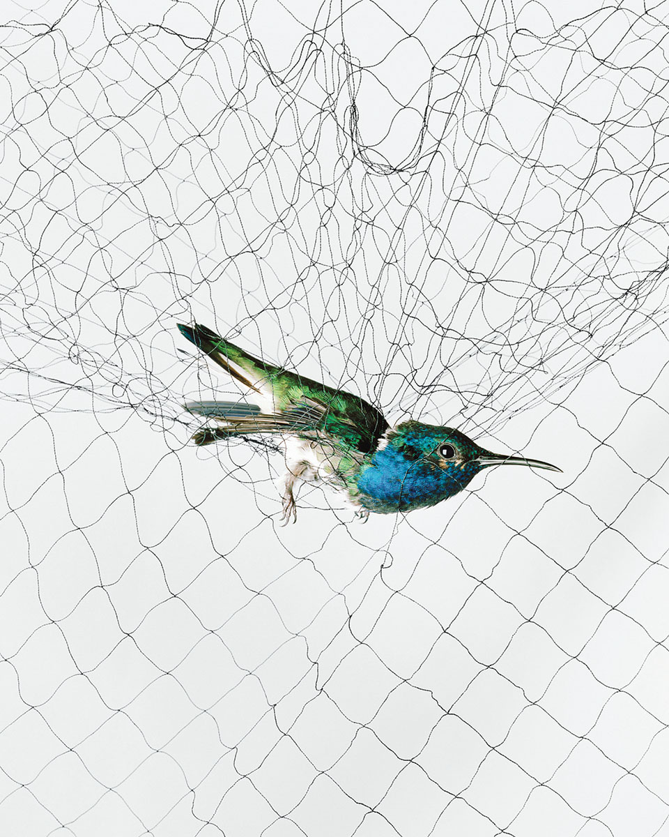 White-necked Jacobin. Florisuga mellivora