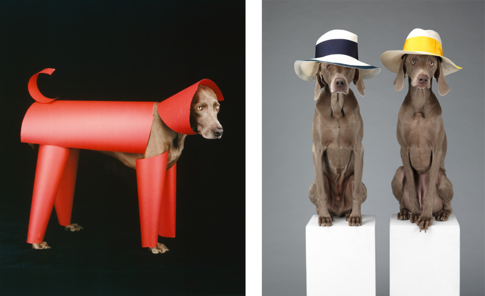 ©William Wegman, (left) Red Toy, 2006; (right) Hat Dogs, 2013. Courtesy of the artists