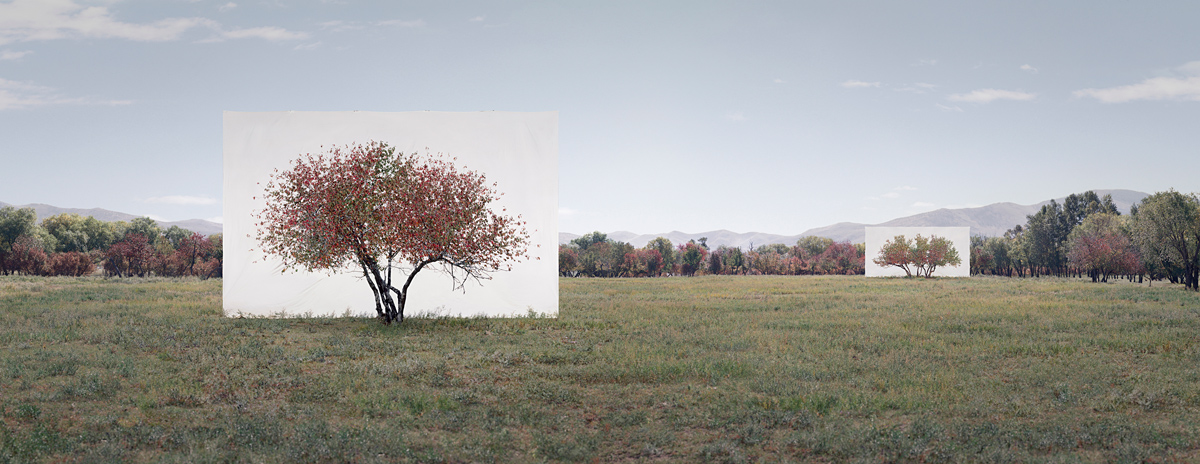 Tree...#7, 2014 From the series Tree Abroad Archival Inkjet Print