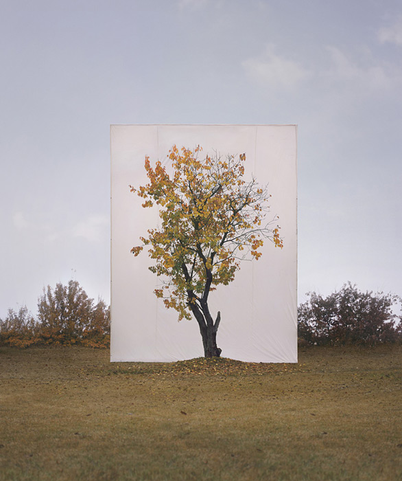 Tree #8, 2007 From the series Tree Archival Inkjet Print