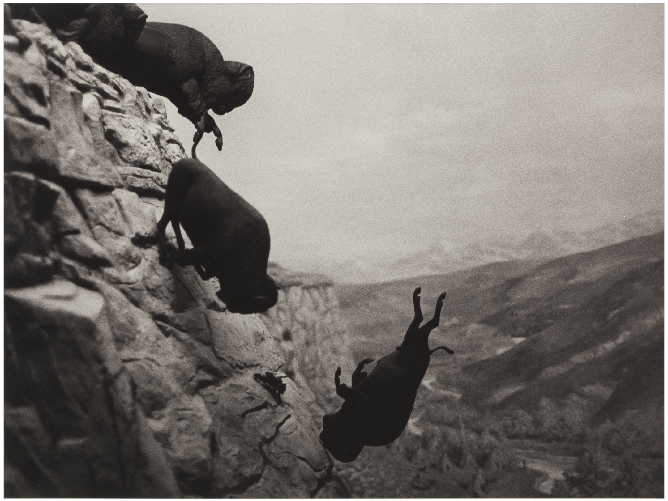 DAVID WOJNAROWICZ Untitled (Buffalos), 1988-1989 Silver gelatin print