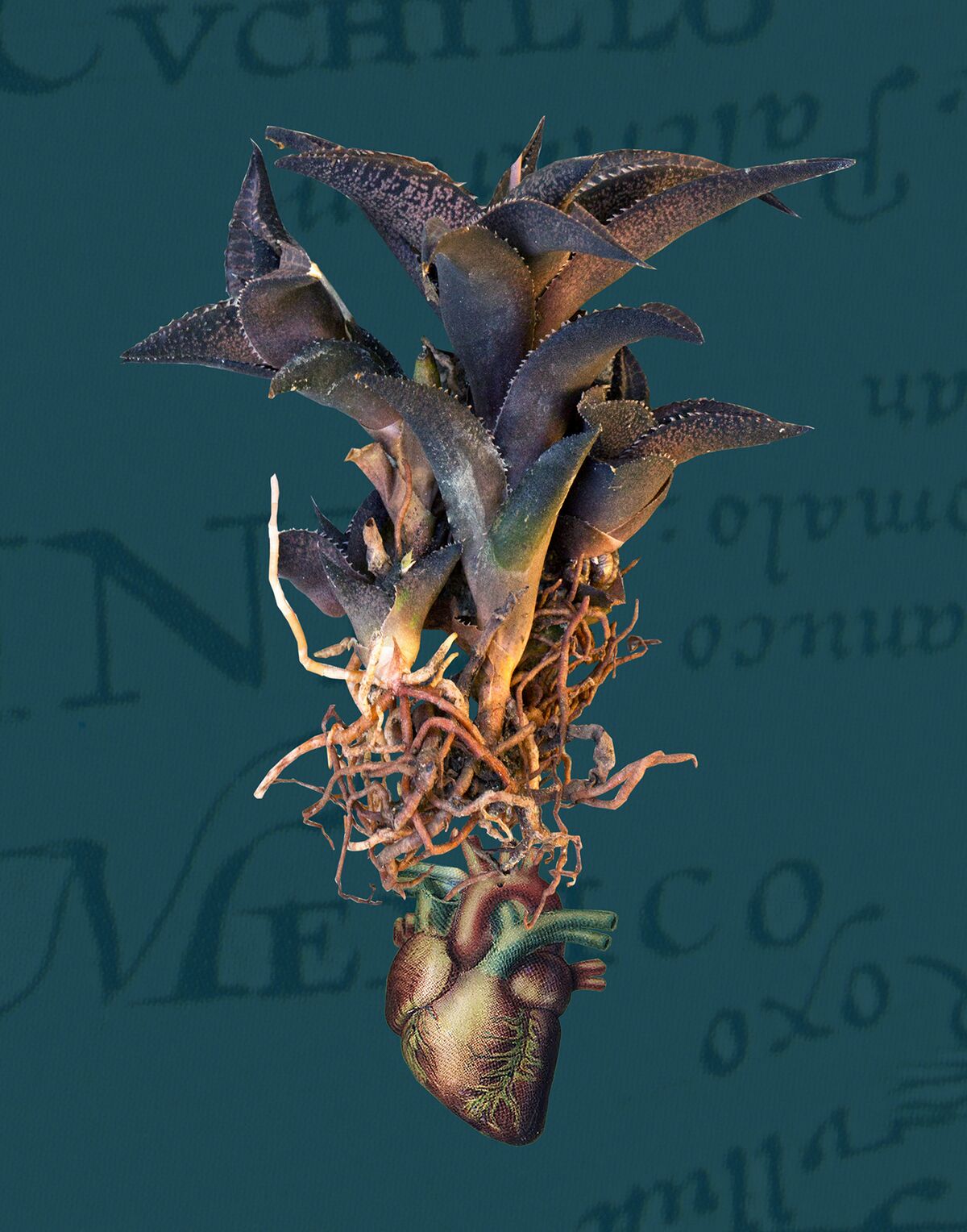 Embittered Heart , Aloe Mexicano ©Sandra Klein