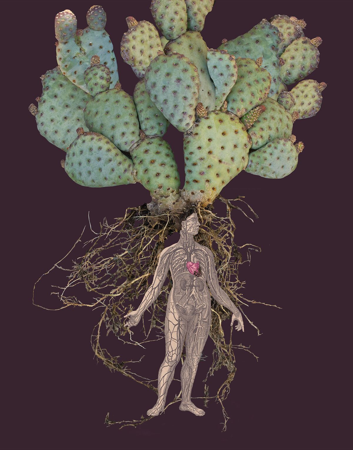 Embittered Heart , Graceful Opuntia ©Sandra Klein