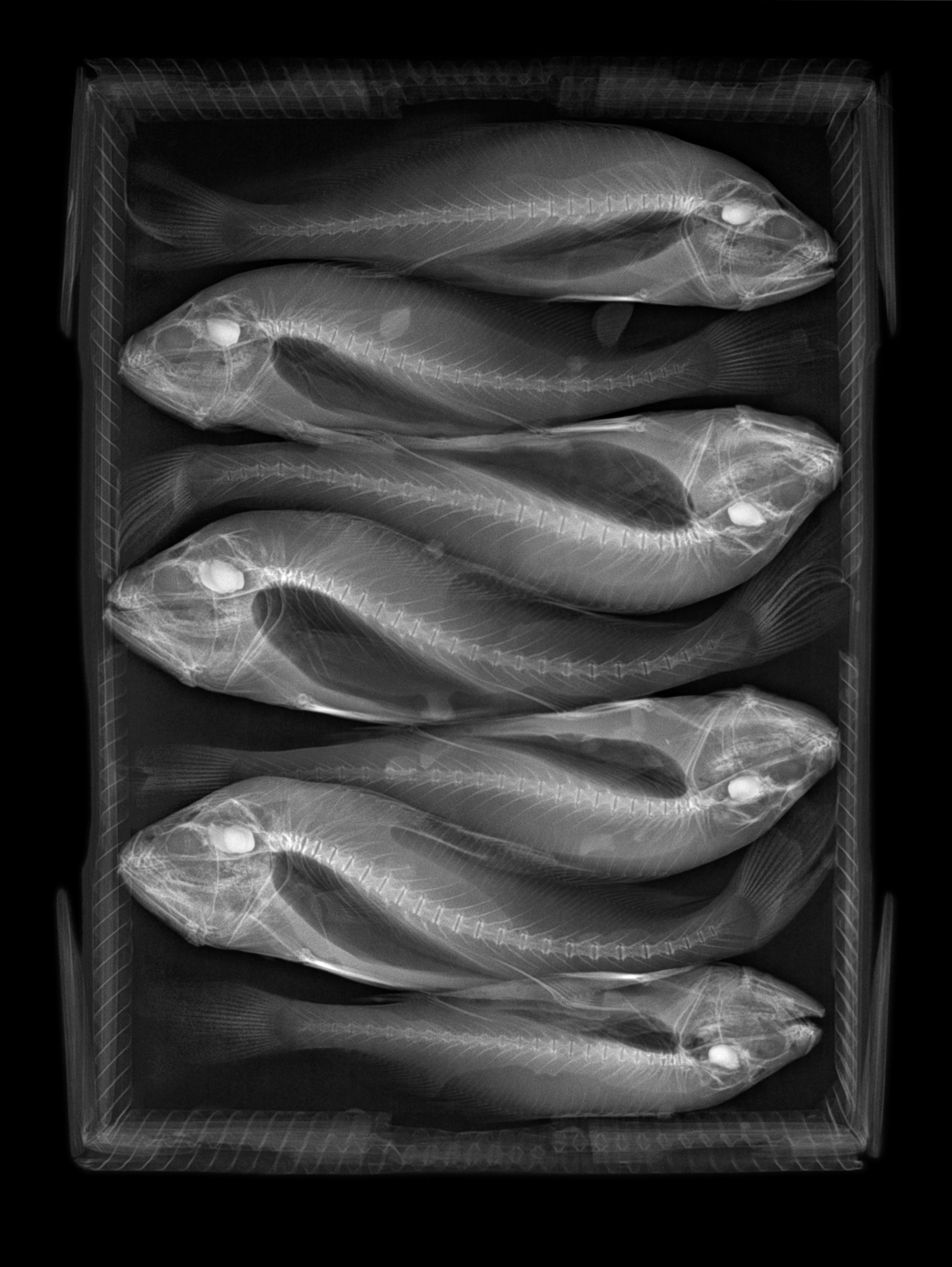 From Radiographic by Steve Miller, copyright © 2017, published by Glitterati Incorporated www.GlitteratiIncorporated.com