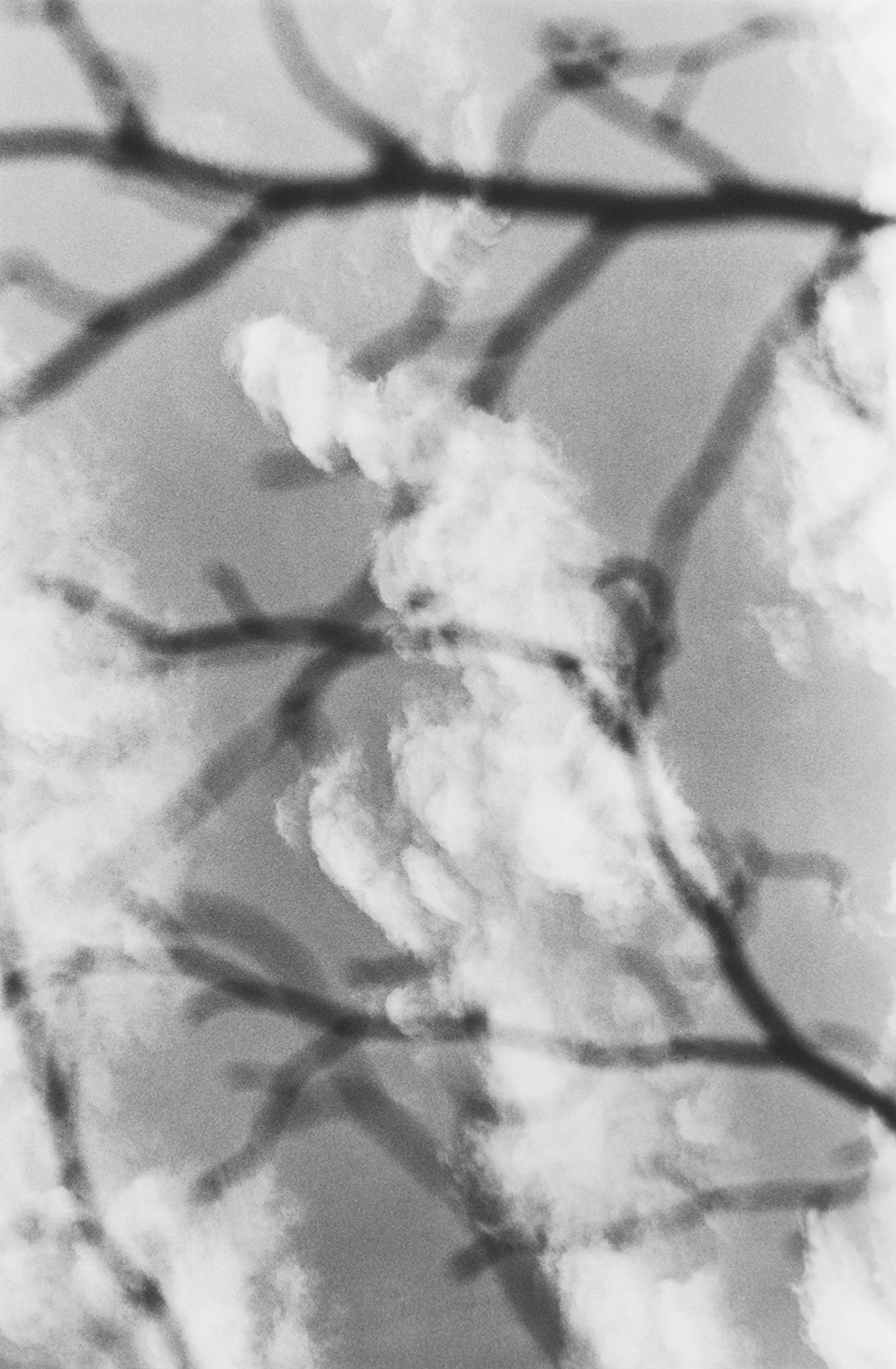 A Sal Tree and Cumulus (1980) from T he Last Cosmology (2015) by Kikuji Kawada, published by MACK mackbooks.co.uk