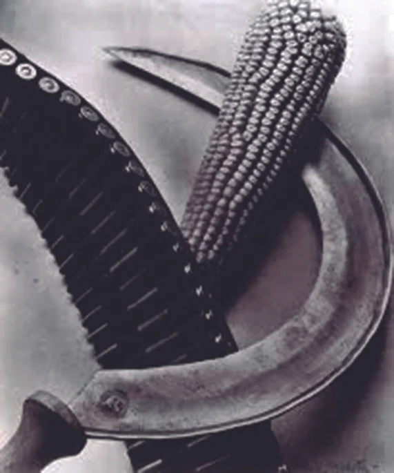 Bandolier, corn and sickle, Photograph by: Tina Modotti