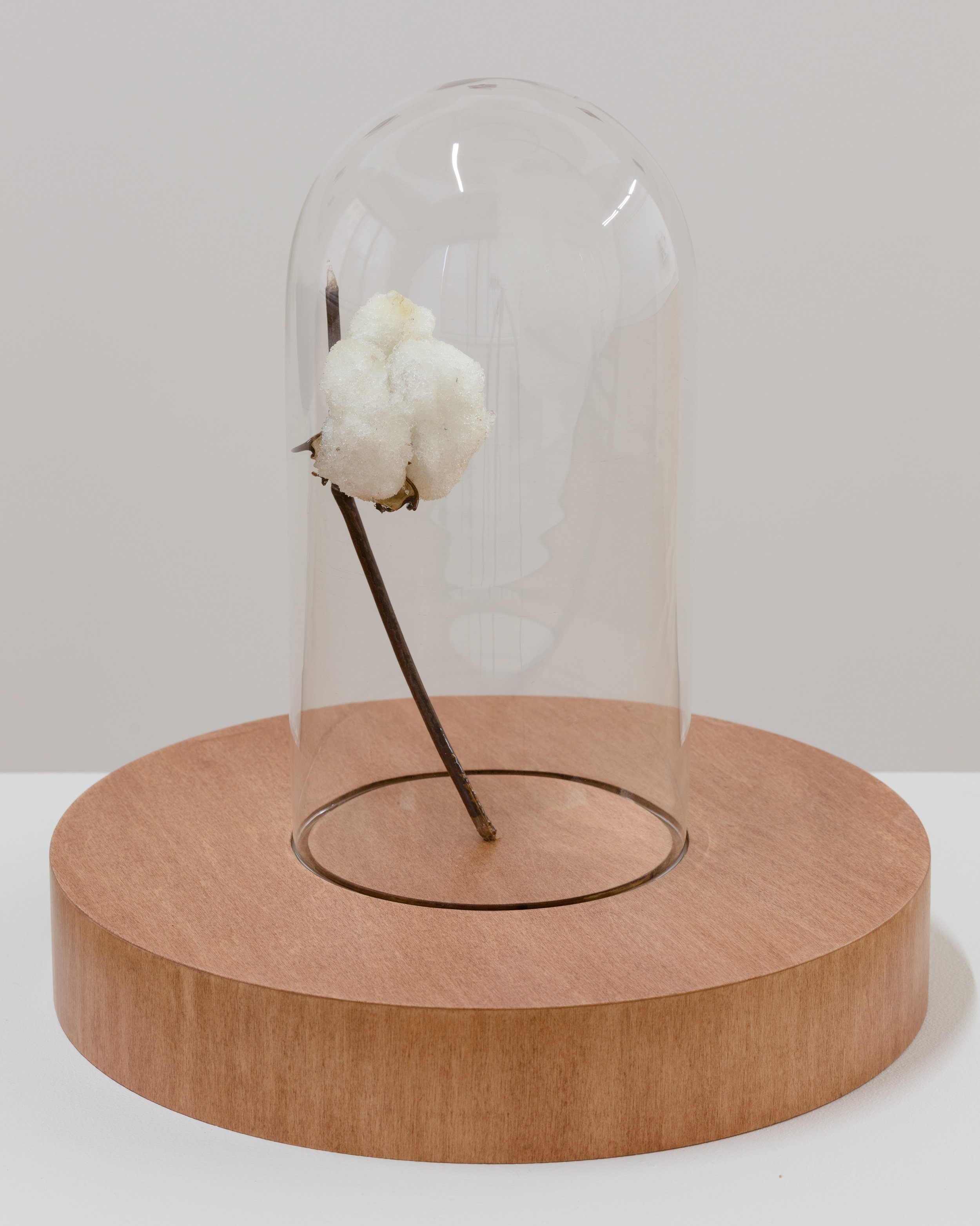 Aria Dean, Dead Zone (2), 2017, Cotton branch, polyurethane, bell jar, wood, signal jammer, 13 1/4 x 12 1/2 in. (33 3/4 x 31 3/4 cm.), Château Shatto, Los Angeles