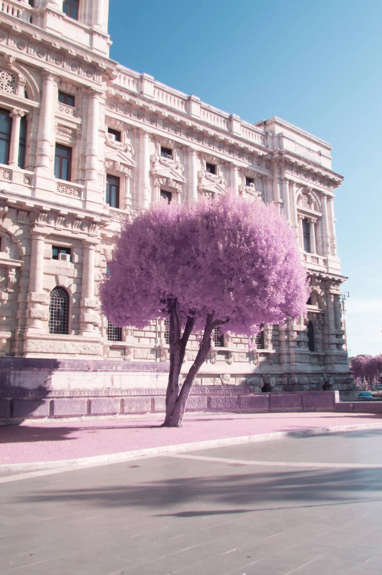 'Roma Rosa 16' © Milán Rácmolnár