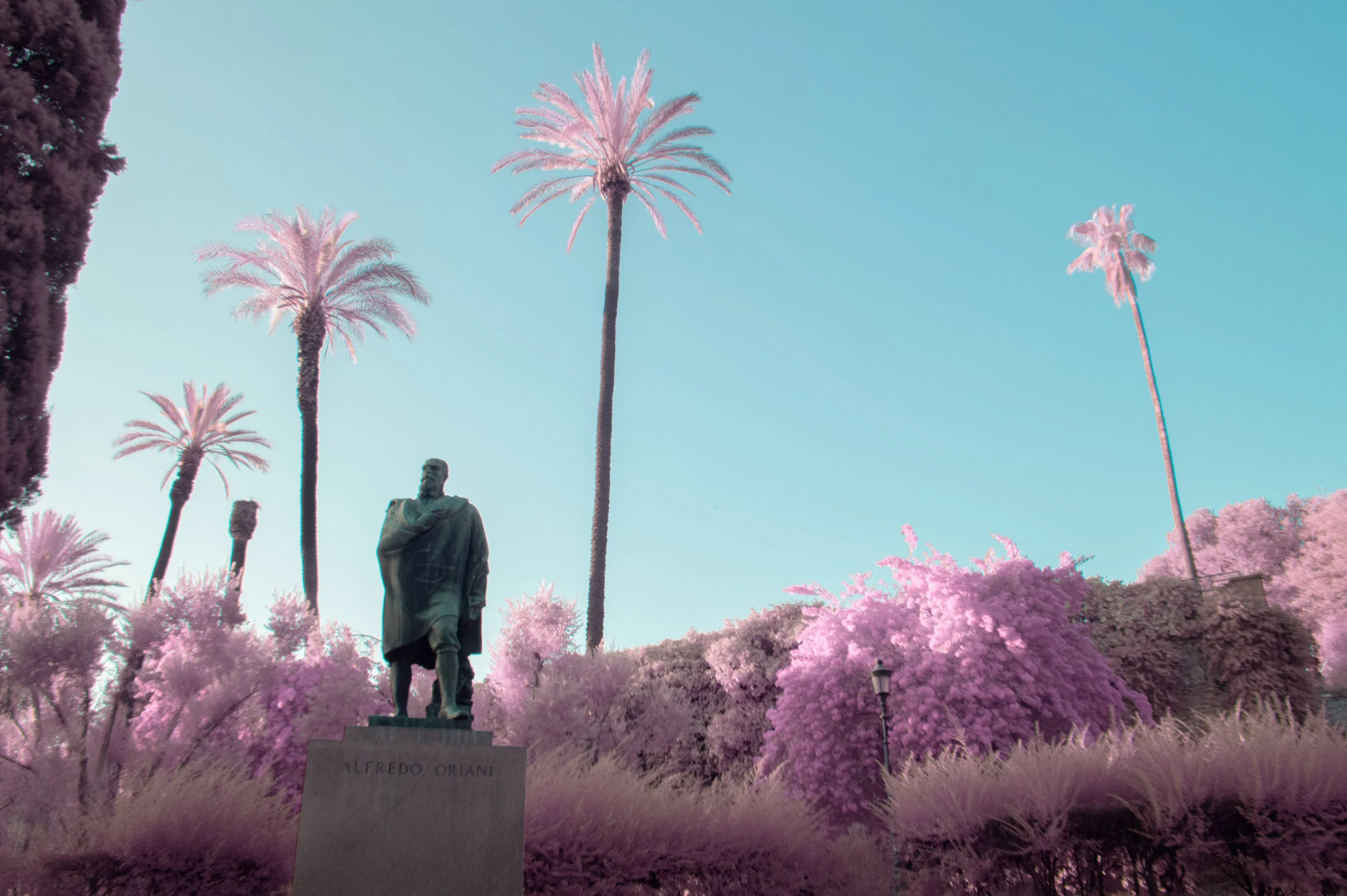 'Roma Rosa 10' © Milán Rácmolnár