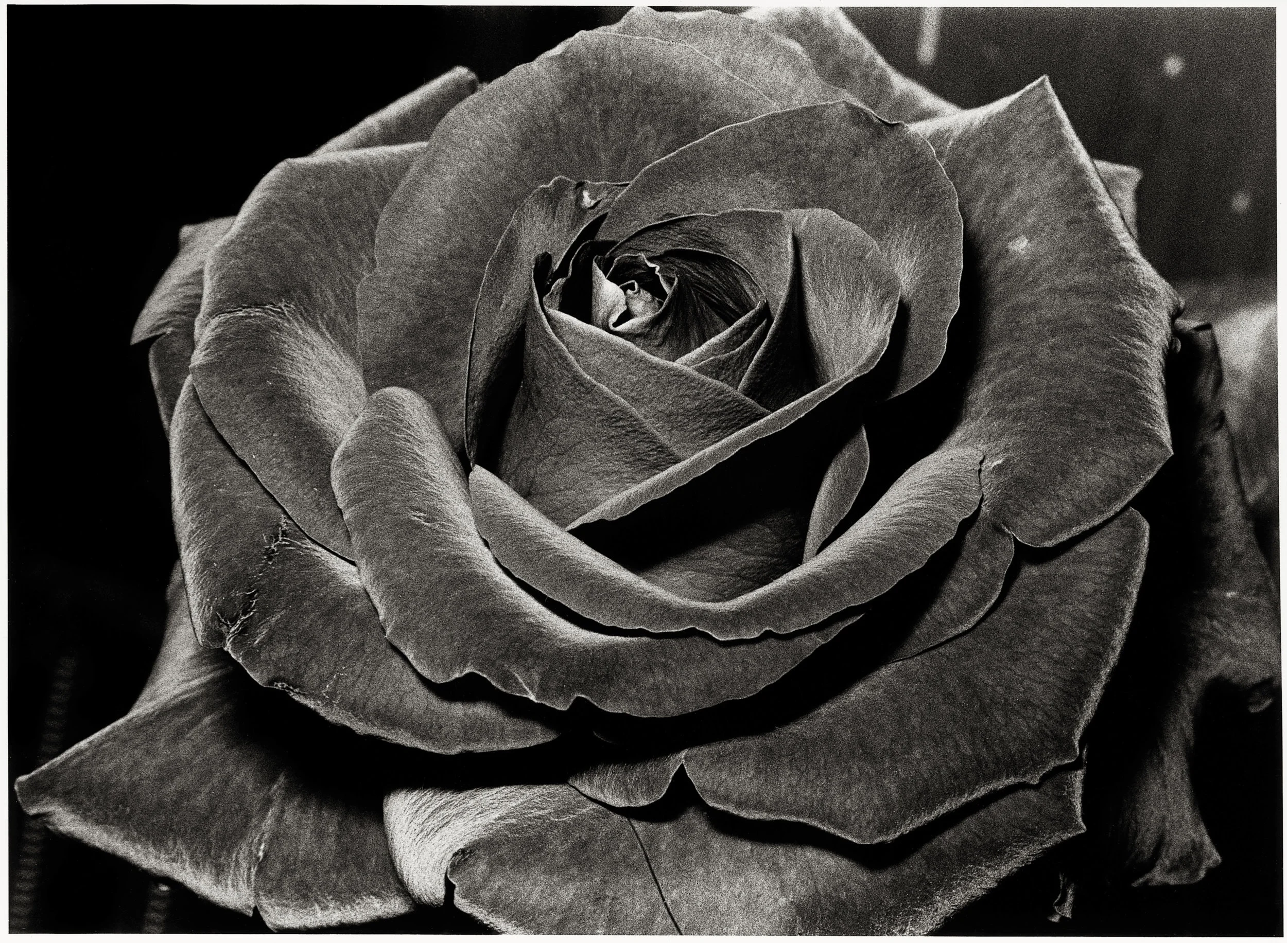 Current Feature: Daido Moriyama — Musée Magazine