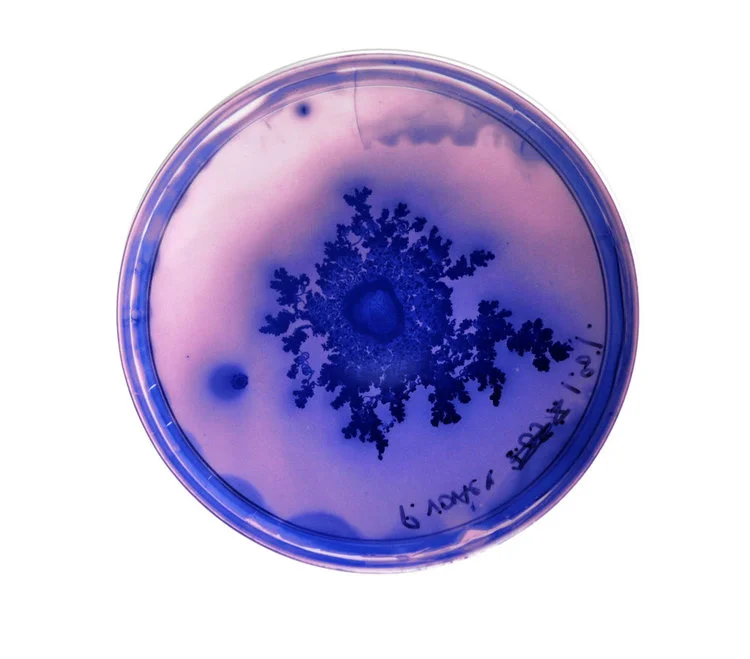 Bacteria+Chirality.jpg