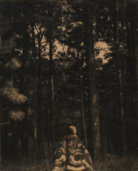 " Mother Moth" © Jaime Johnson