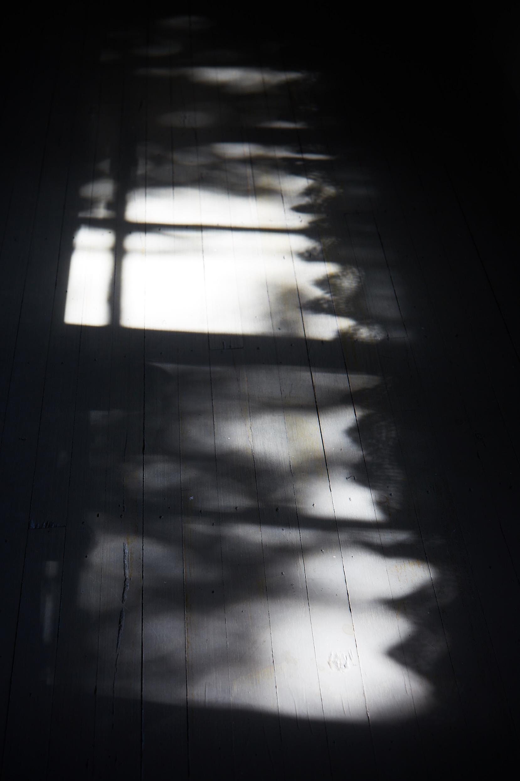 Summer Shadows © Martyn Thompson