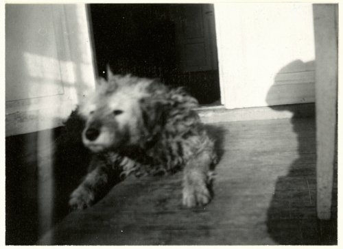 Edvard Munch Munch’s Dog ‘Fips’, 1930 Original: Gelatin silver contact print Courtesy of Munch Museum