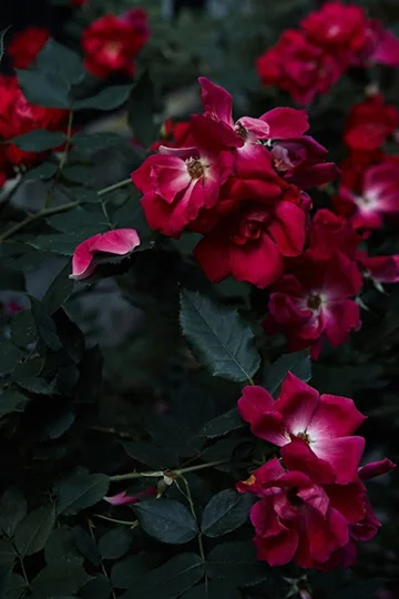 War of the Roses © Martyn Thompson