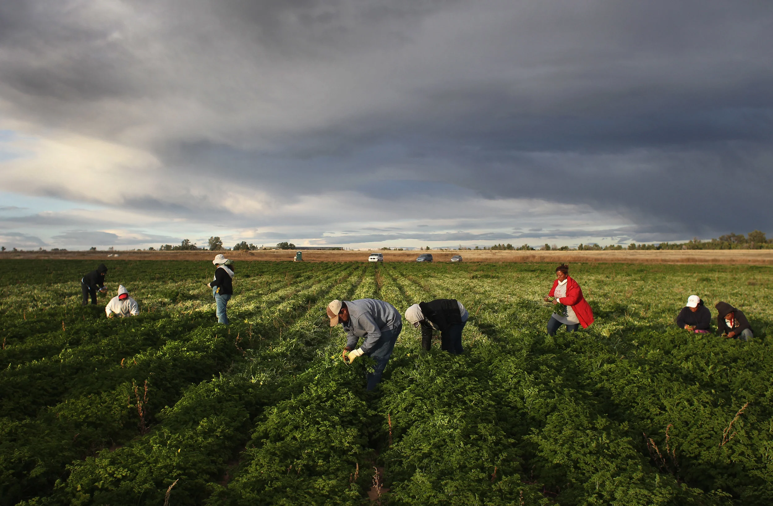 Colorado Farm Suffers As Immigrant Workforce Diminishes Photo by John Moore/Getty Images