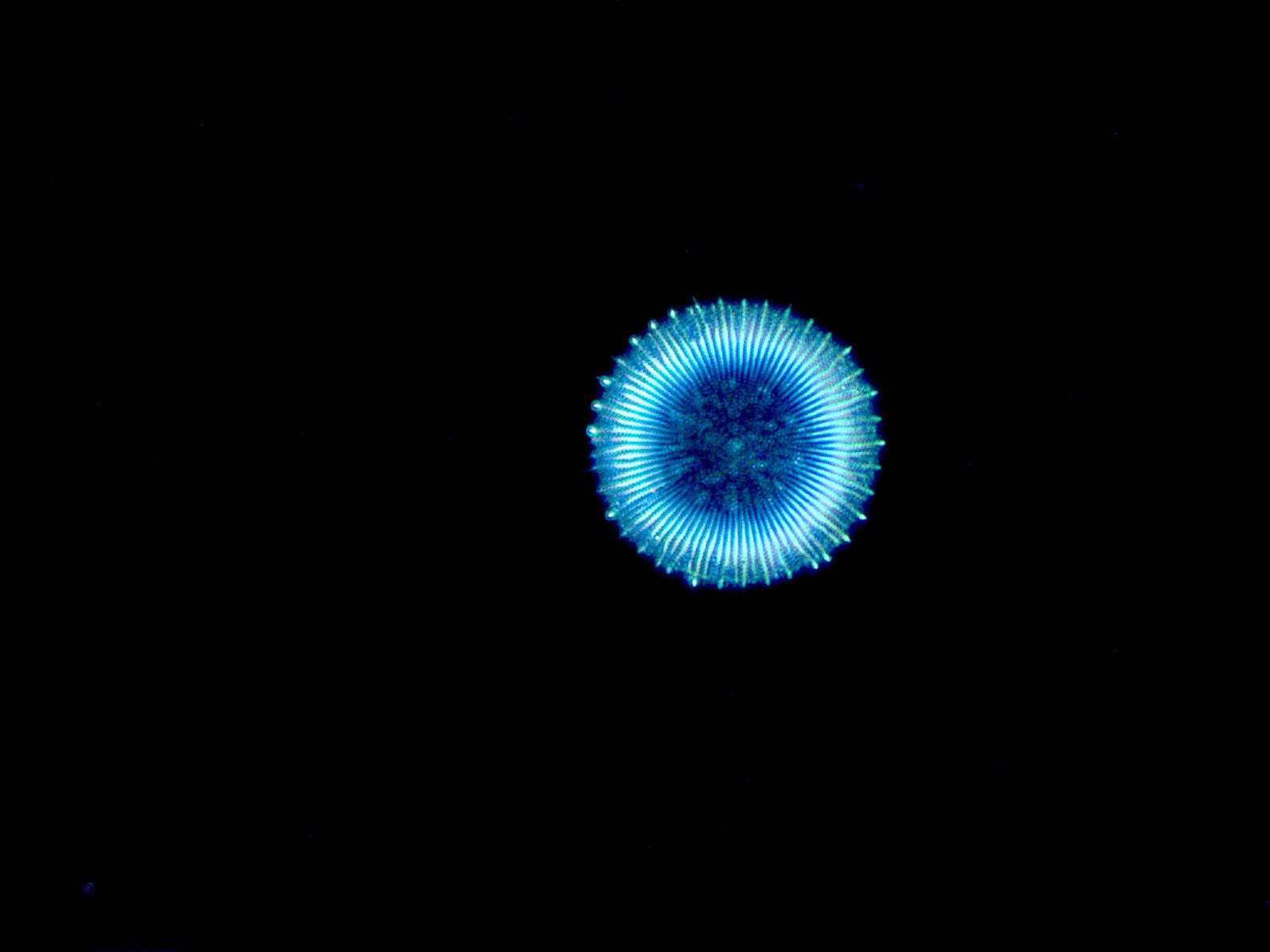 This picture features a singular diatom. Diatoms are microalgae that are also phytoplankton. Diatoms are singular cellular organisms. They have a silica shells called a frustule. This picture has an approximate magnification of 400x. © Michael Peres