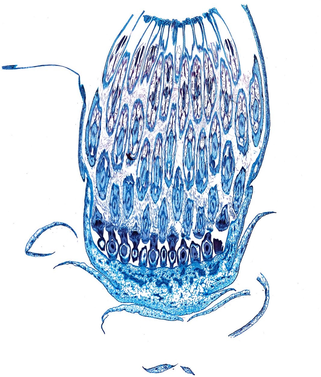 This photomicrograph features the flower of Taraxacum officinale, or common dandelion. It was sectioned and stained for microscopical examination by a botanist. The flower cup holds the now ready for disbursal mature seeds held within. The flower has a diameter of 8mm. © Michael Peres