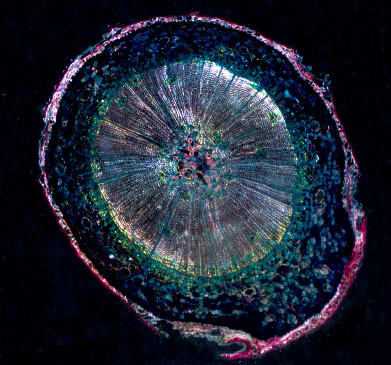 This picture features a cross section of a pine stem. It was photographed using a low power objective. Four pictures were made of the sample and stitched into a composite file shared here. The sample was illuminated using darkfield illumination to make the image more dramatic. Visible in the photomicrograph is the old wood in the middle (sometimes called pith); the growing wood outside of the pith; the xylem, responsible for water transport; and the phloem, the outermost layer that transports the simple sugar produced from photosynthesis. The outermost layer is called epidermis or bark. The stem was 5 mm in diameter and the microscope produced a magnification of 25x. © Michael Peres