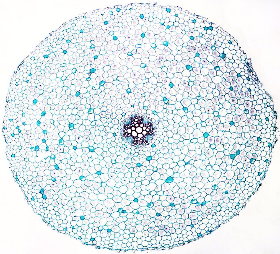 The stem of a buttercup, shown in cross section. © Michael Peres