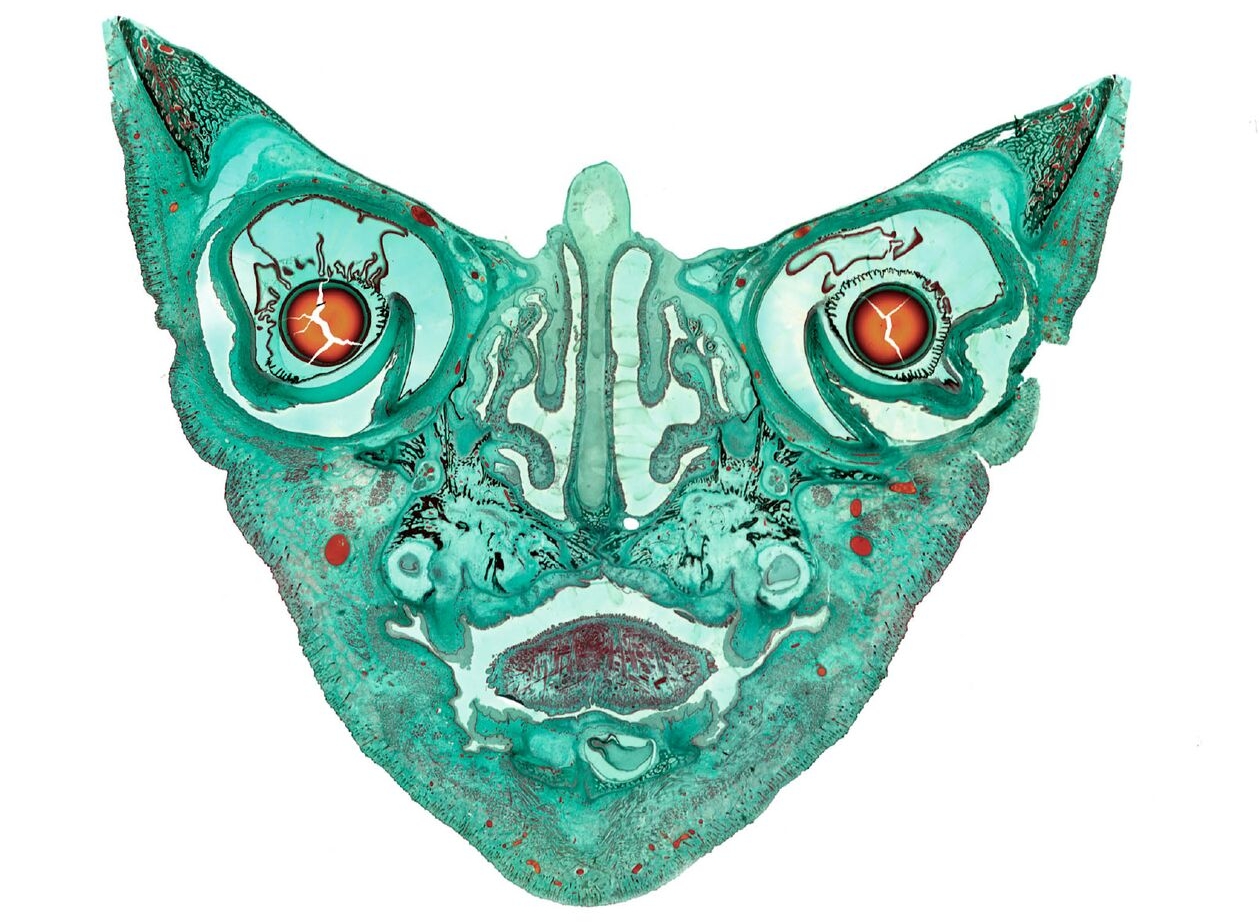 This picture features a wide field high-resolution image of fetal cat skull. It was prepared for examination and cut in a longitudinal view. The image is result of four individual images that were combined into one final file called a computational photograph. Files made this way have more resolution and can be more greatly enlarged. The photograph reveals the maturing ears, eyes, skull bone, sinus cavities, tongue and various other anatomical features of the skull. The sample was 12mm in diameter. © Michael Peres