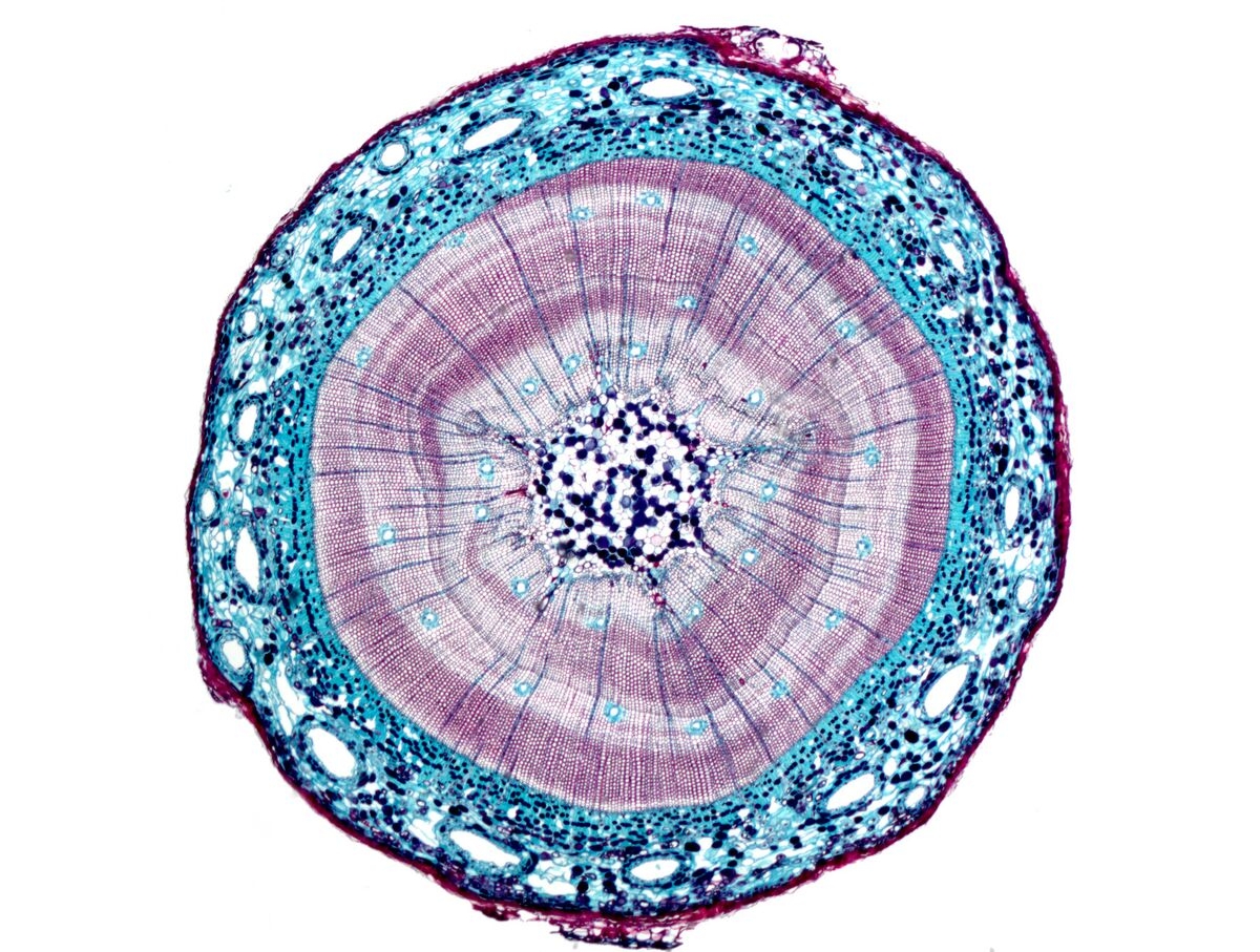 This photograph reveals the various types of cells found in a typical complex and woody plant stem. Visible are vascular bundles and many other specialized cells. The photograph was made using brightfield illumination. The object was 5mm in diameter. © Michael Peres