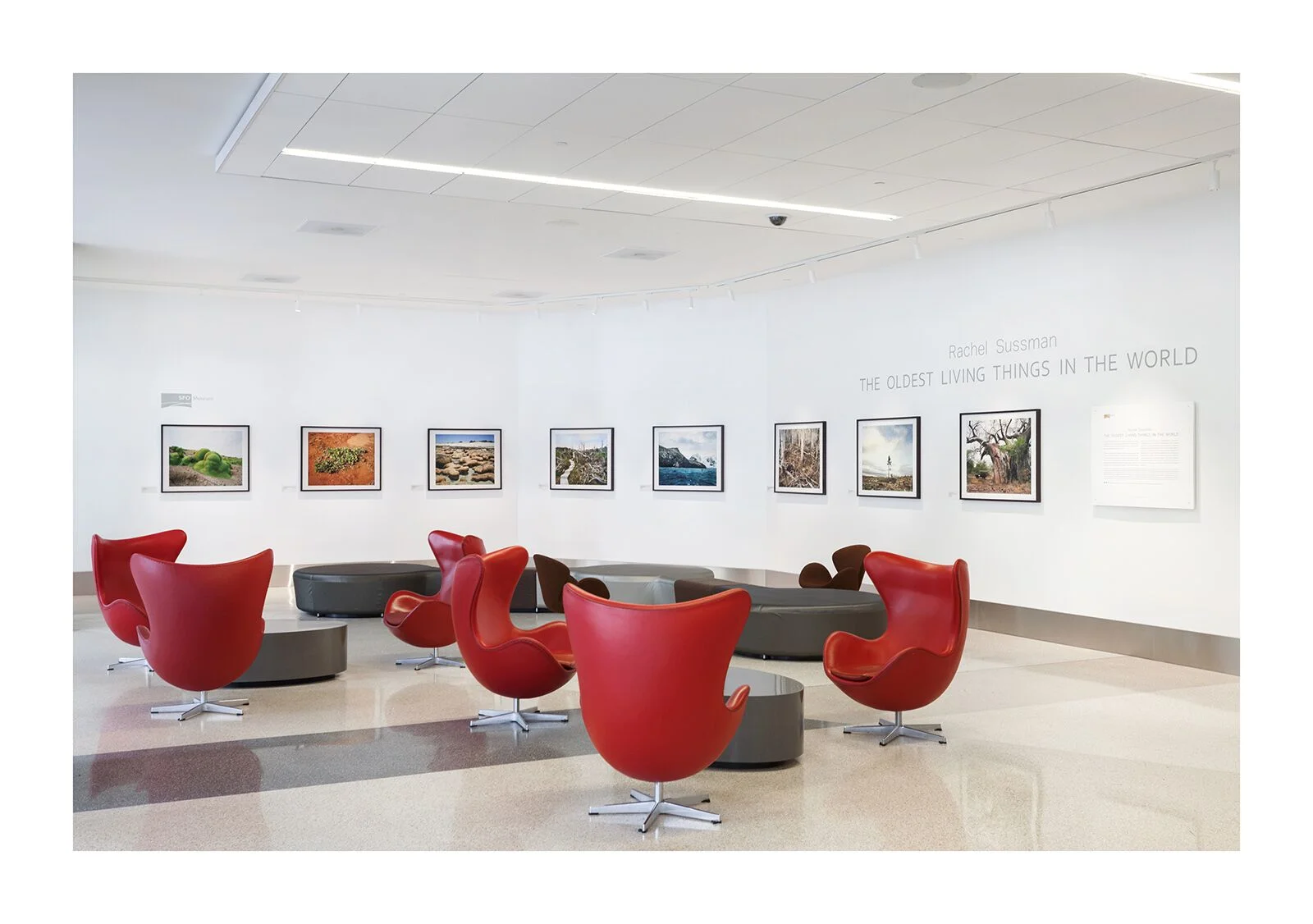 Photos displayed are from Rachel Sussman's The Oldest Living Things in the World, as displayed in SFO Terminal 3 from April 19 - July 12, 2018. Courtesy of SFO Museum. 