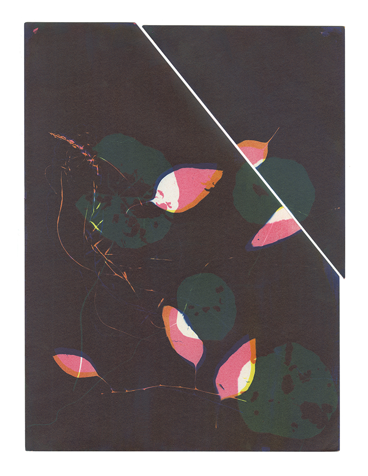 Night Garden © Paula Riff